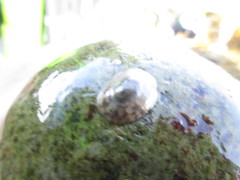 Testudinalia testudinalis