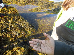 Testudinalia testudinalis