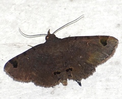 Mecodina subcostalis