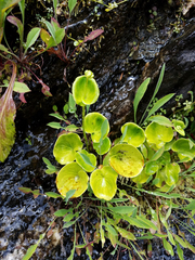Parnassia asarifolia