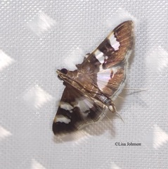 Desmia ufeus