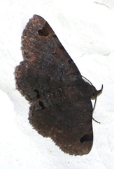Mecodina subcostalis