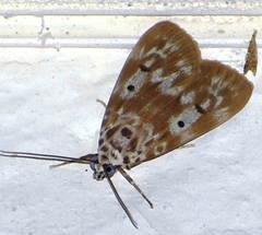 Sommeria marchalii