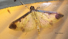 Eulepte gastralis
