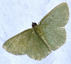 Aplochlora vivilaca