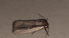 Noctuidae