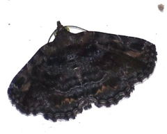 Zaleops umbrina