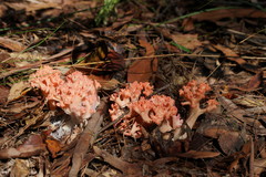 Ramaria botrytoides