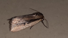 Noctuidae