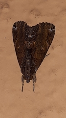 Ercheia