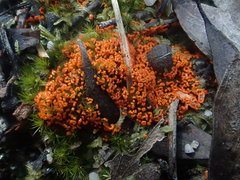 Willkommlangea reticulata