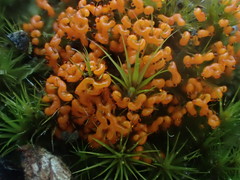 Willkommlangea reticulata