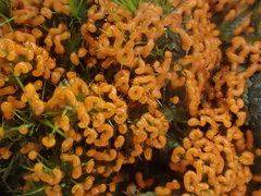 Willkommlangea reticulata