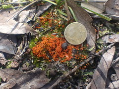 Willkommlangea reticulata