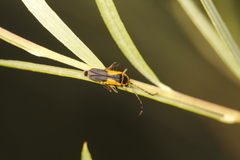 Chauliognathus deceptus