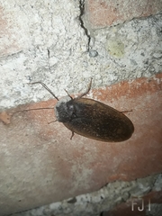 Homoeogamia mexicana