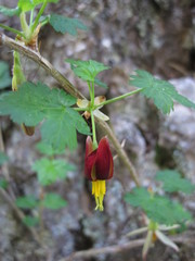 Ribes marshallii