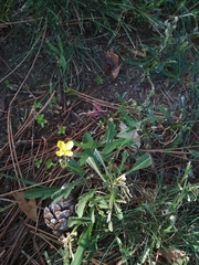 Diplotaxis tenuifolia