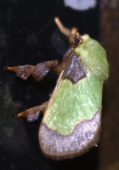 Aergina hilaris