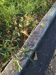 Diplotaxis tenuifolia