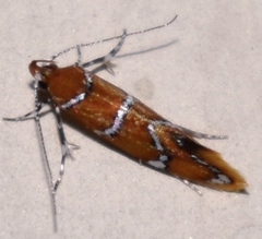 Promalactis