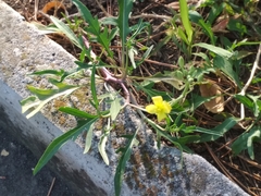 Diplotaxis tenuifolia