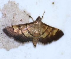 Syngamia
