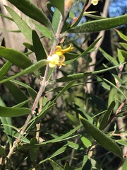 Persoonia mollis