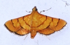 Orphanostigma abruptalis