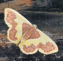 Plutodes transmutata
