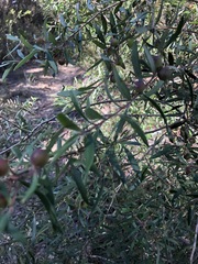 Persoonia mollis