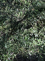 Persoonia mollis