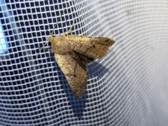 Agrochola laevis