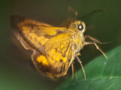 Telicota bambusae