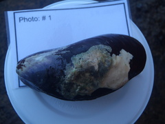 Halichondria panicea