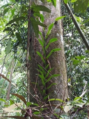 Scindapsus hederaceus