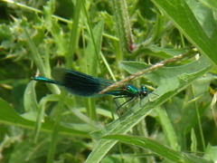 Calopteryx splendens