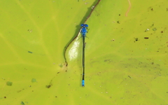 Pseudagrion cingillum