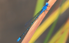 Pseudagrion cingillum