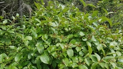 Viburnum cassinoides image