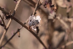 Anthophora curta