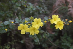 Hibbertia truncata