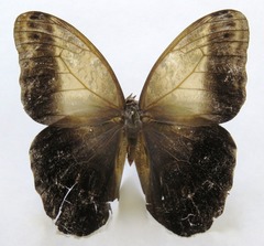 Caligo telamonius memnon