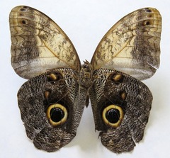 Caligo telamonius memnon