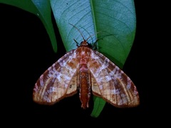 Thyridoidea