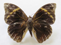 Opsiphanes tamarindi tamarindi