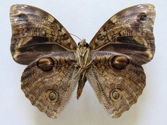 Opsiphanes tamarindi tamarindi