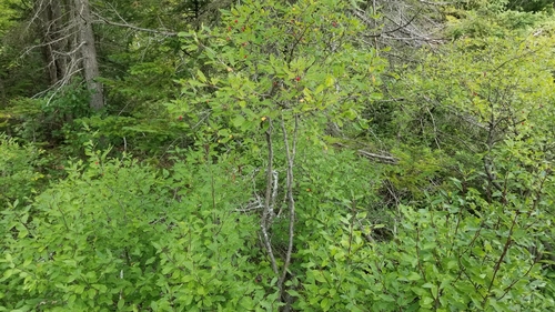 Ilex mucronata image