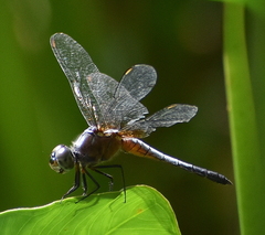 Brachydiplax chalybea