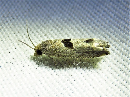 Sunflower Bud Moth photo 5